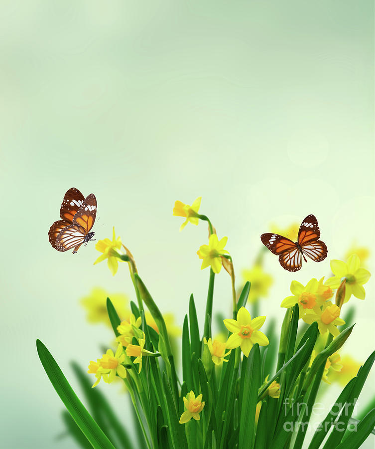 Daffodils and Butterflies Photograph by Anastasy Yarmolovich