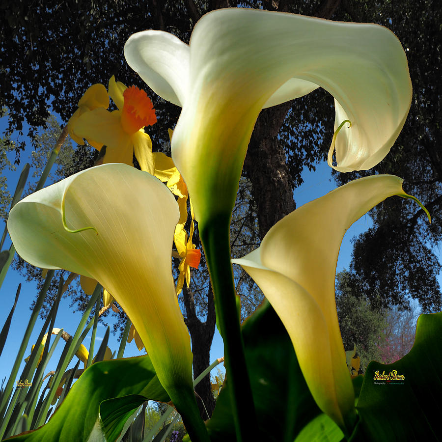 Daffodils and Calla Lilies Photograph by Richard Thomas