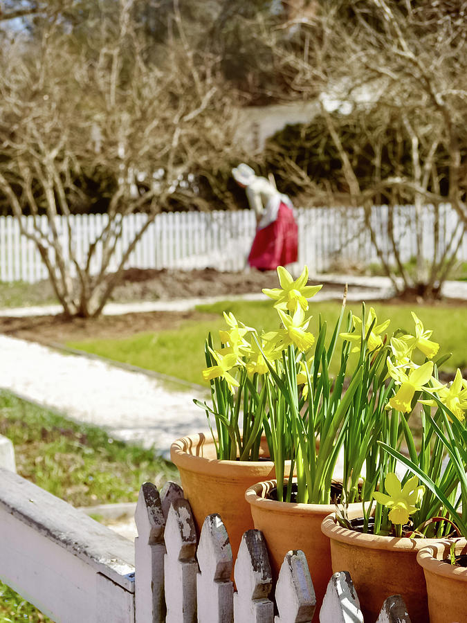 Daffodils and Garden Photograph by Rachel Morrison