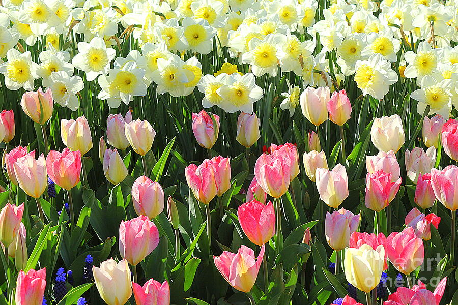 Daffodils And Tulips In Early Spring Photograph By Dora Sofia Caputo Pixels 2756