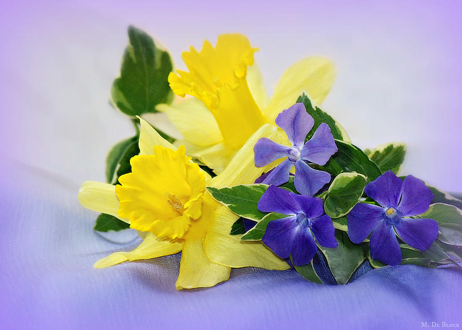 Flower Photograph - Daffodils and Vinca Still Life by Marilyn DeBlock