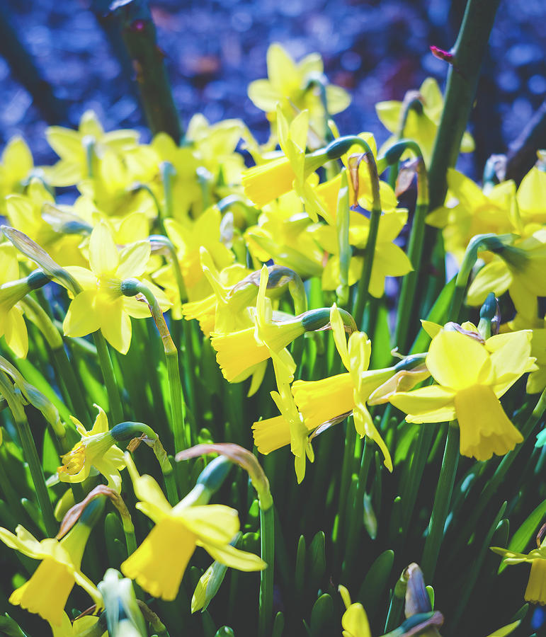 Daffodils Photograph