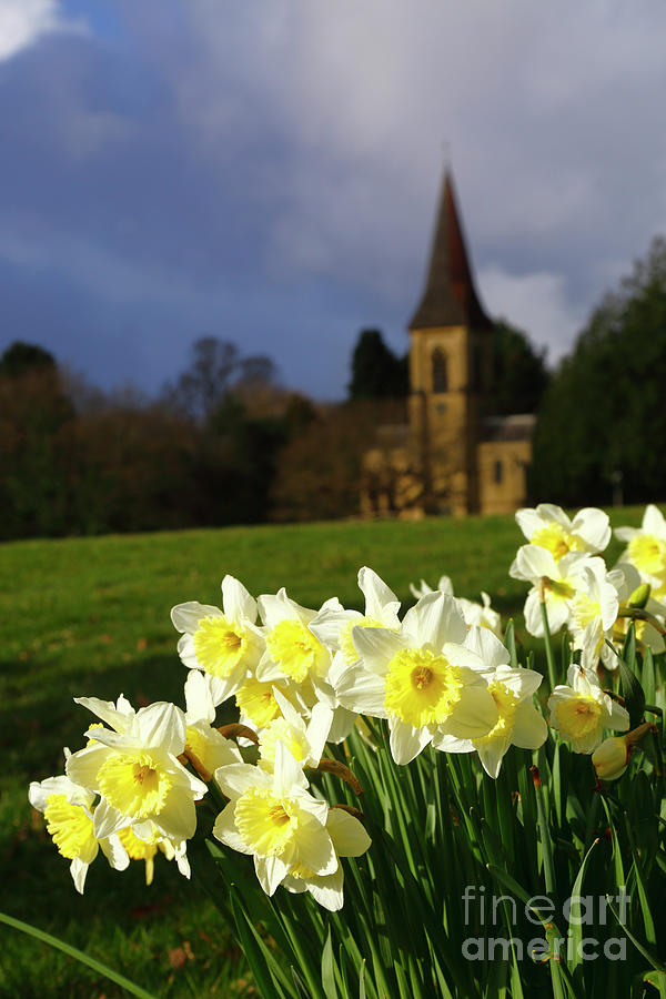 Daffodils announce the arrival of spring Southborough Common Kent England Photograph by James Brunker