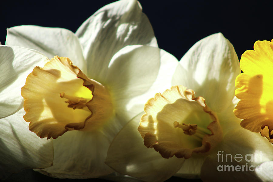 Daffodils Photograph by Ash Nirale