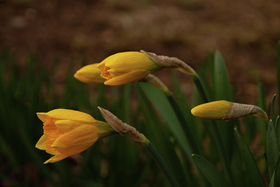 Daffodils at Dusk Photograph by Denise Kopko