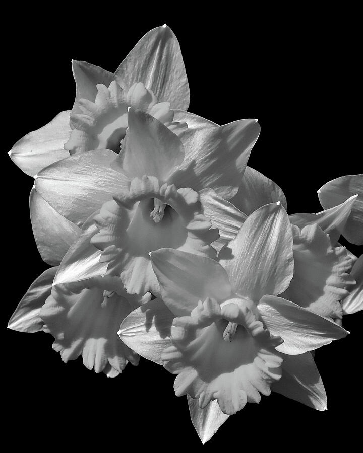 Black And White Photograph - Daffodils Black and White by Greta Foose