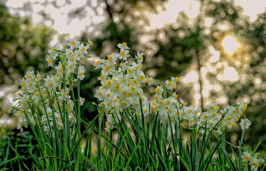 Daffodils Blossom  Photograph by Uri Baruch