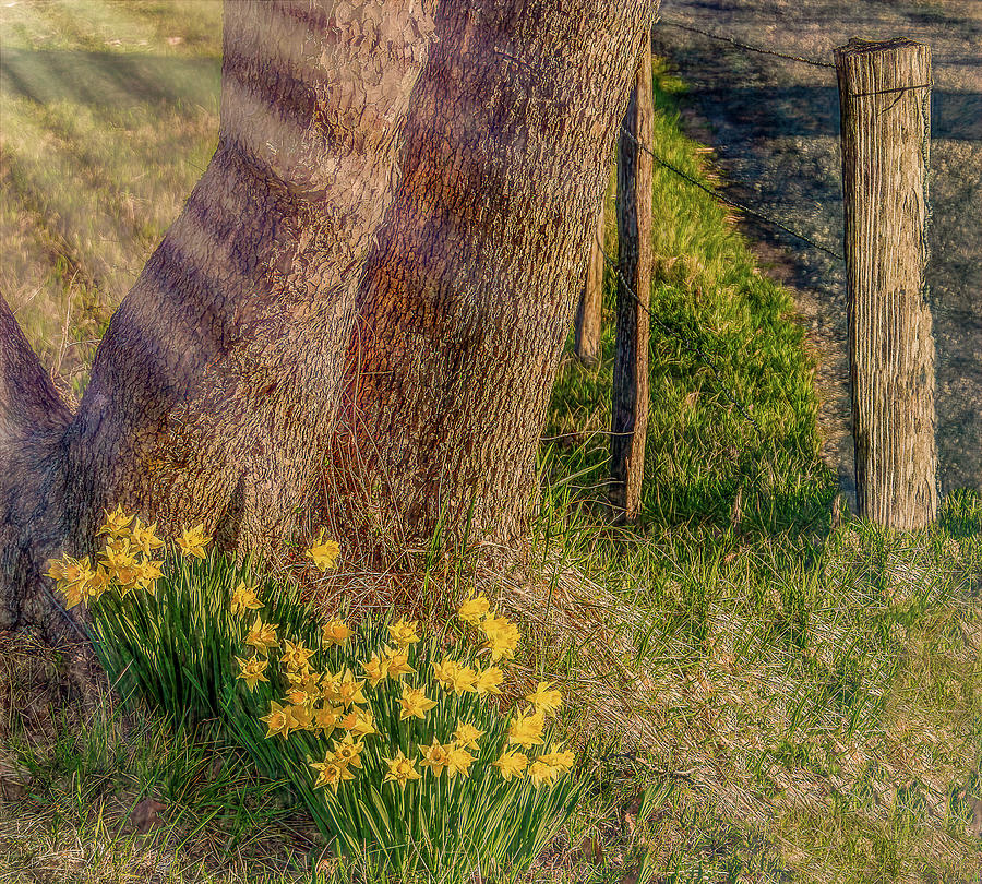 Daffodils By The Fence Photograph by Marcy Wielfaert
