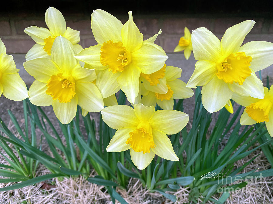 Daffodils Photograph by CAC Graphics