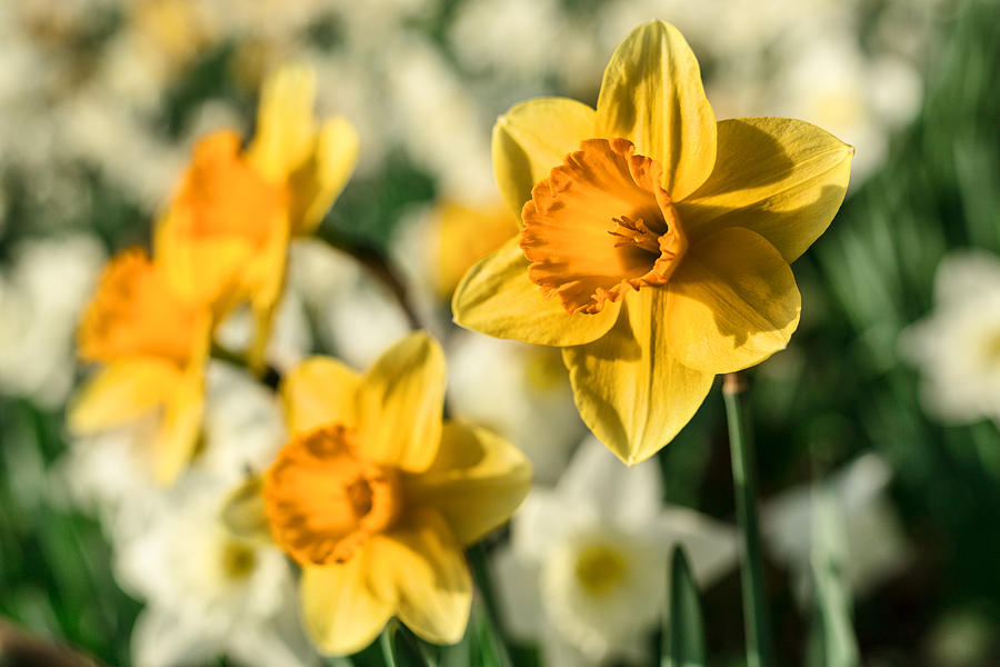 Daffodils Photograph by Cyril Gosselin