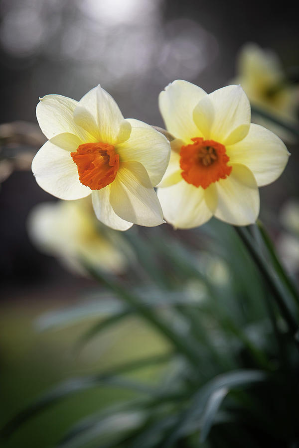 Daffodils Photograph by Denise Kopko