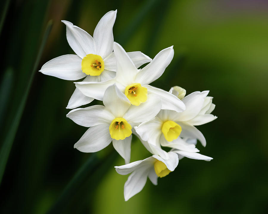 Daffodils Photograph by Gary Geddes