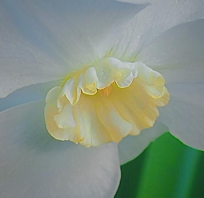 Daffodils Glowing Cup Photograph by Alida M Haslett