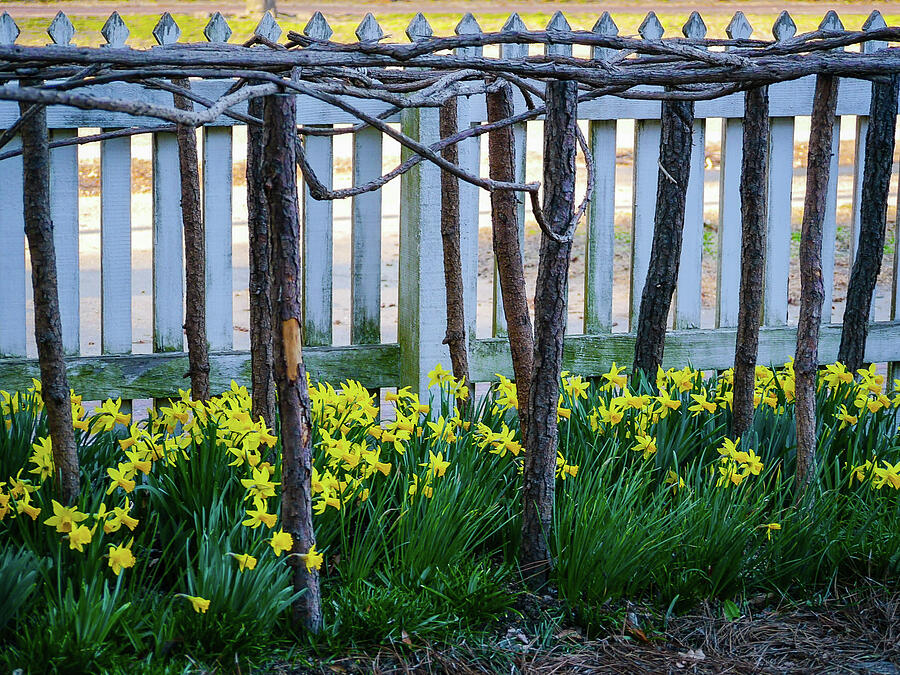 Nature Photograph - Daffodils in a March Garden by Rachel Morrison
