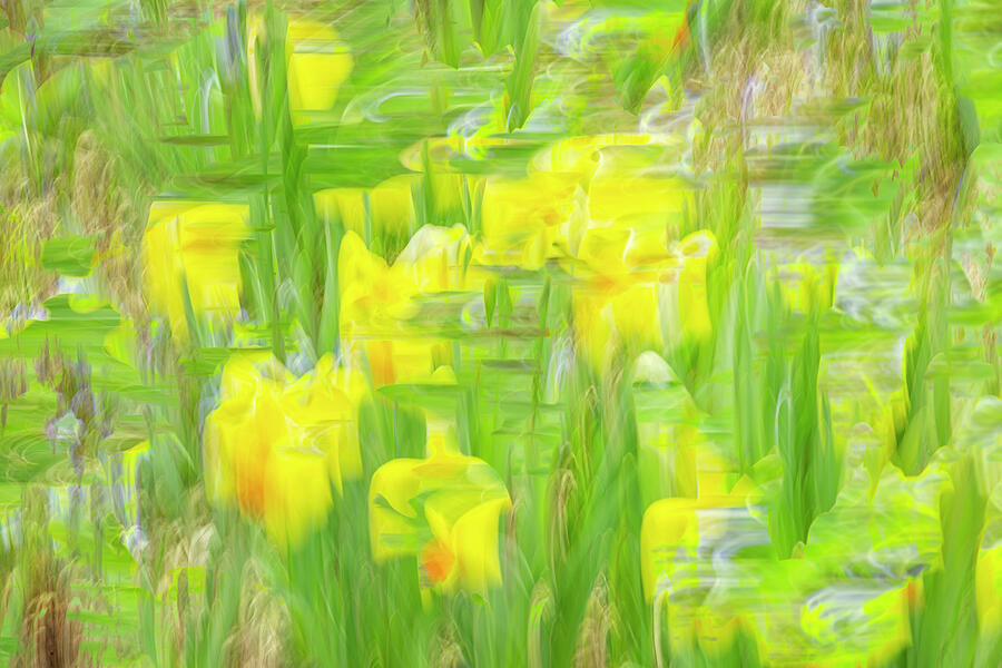 Daffodils in Abstract Photograph by Cate Franklyn
