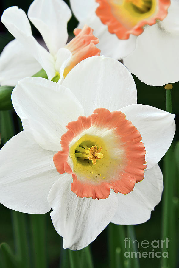 Daffodils In Apricot And White Photograph