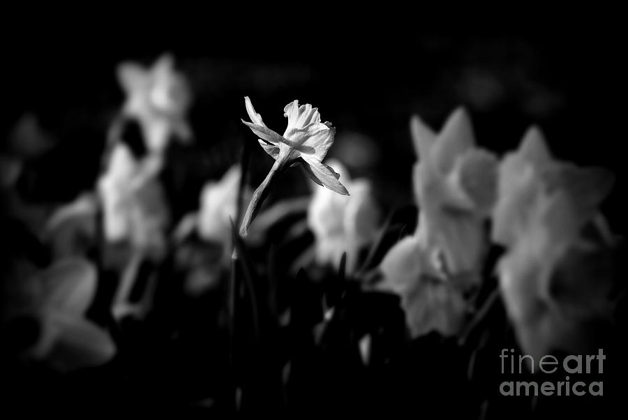 Daffodils In Black And White Photograph