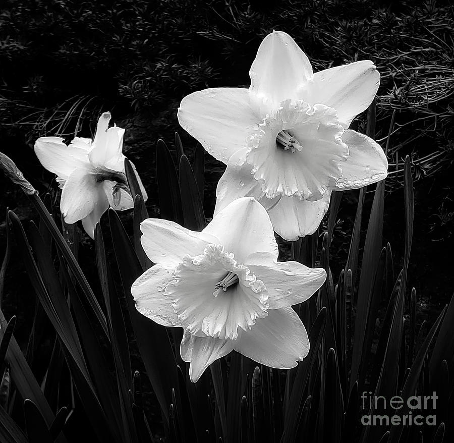 White Daffodil