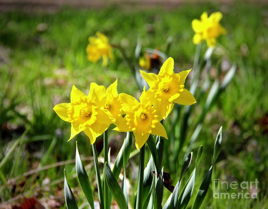 Flower Photograph - Daffodils in Bloom by Ann Brown