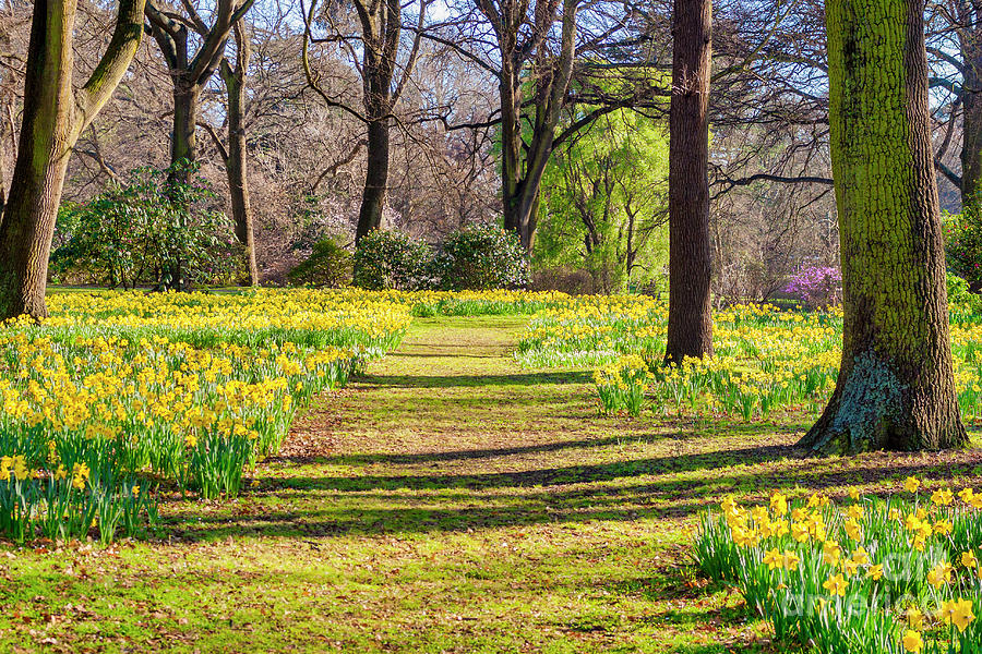 Daffodils in Hagley Park, Christchurch, New Zealand Photograph by Colin and Linda McKie