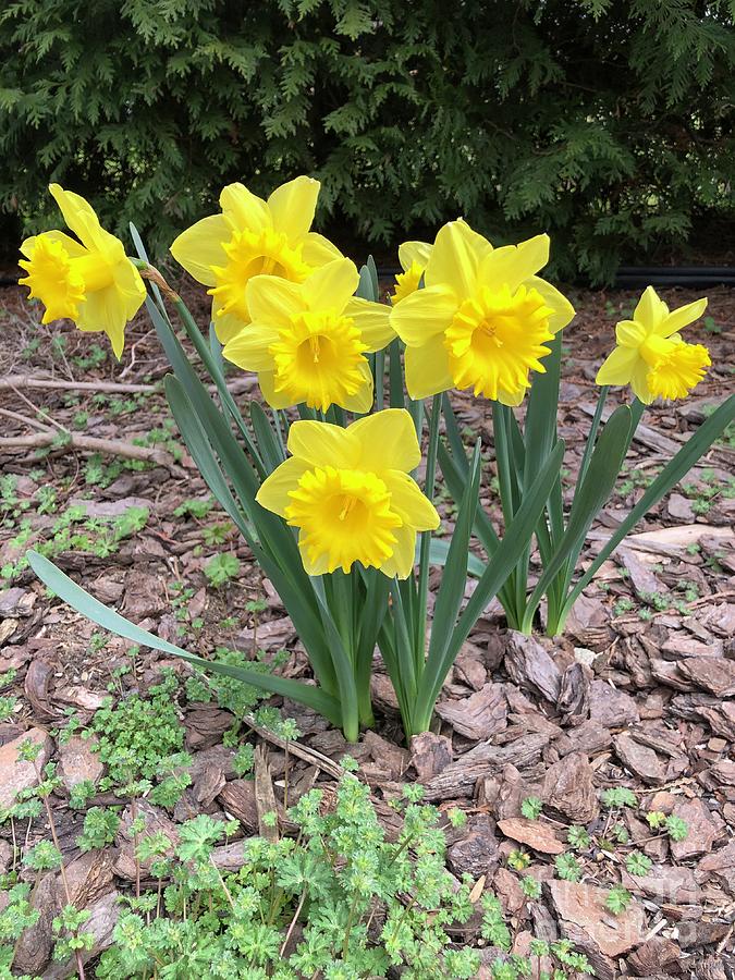 Daffodils in Natural Setting in Clayton North Carolina  Photograph by Catherine Ludwig Donleycott