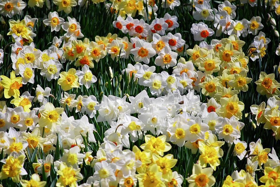 Daffodils in Spring Photograph by Susan Allen