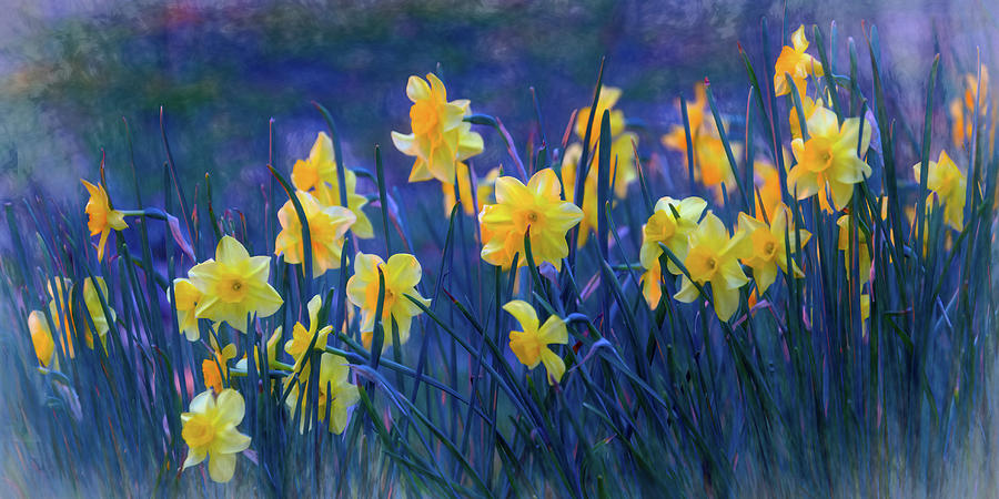 Daffodils in Sunset Lighting Panorama Photograph by Norma Brandsberg