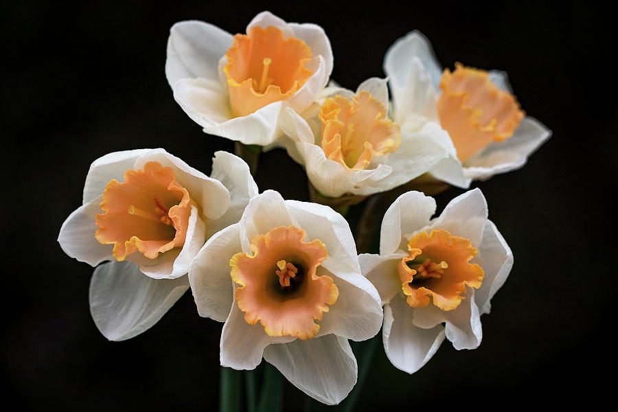 Daffodils in the Dark Photograph by Vanessa Thomas