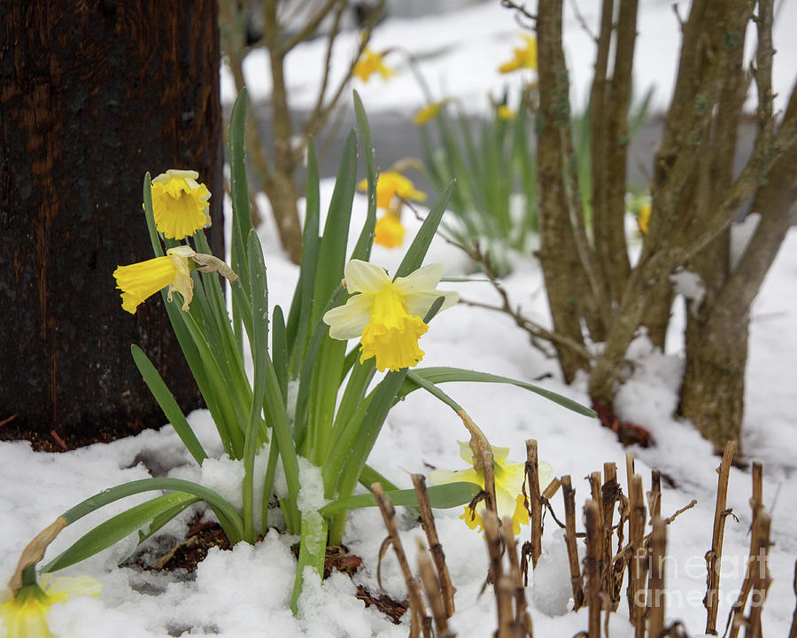 Daffodils in the snow Photograph by Agnes Caruso