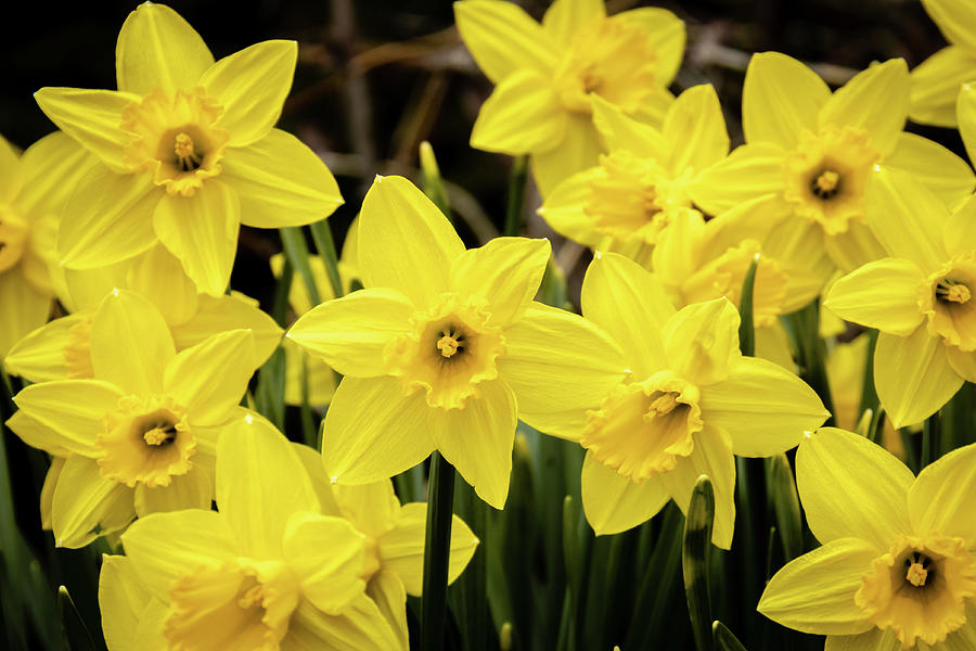 Daffodils in the Spring Garden  Photograph by Craig A Walker