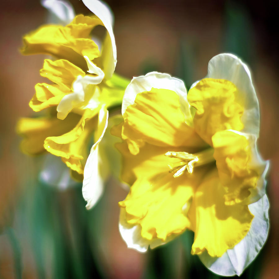 Daffodils in the Sun Photograph by Susan Maxwell Schmidt