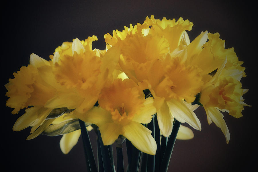 Daffodils in the Window Light Photograph by Gaby Ethington