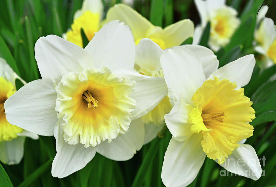 Daffodils In Yellow And White Photograph