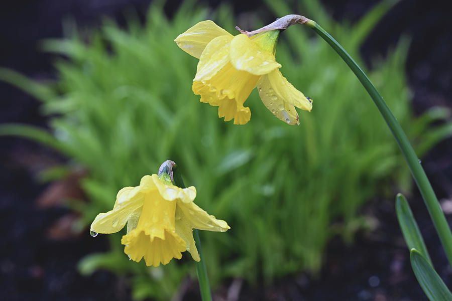 Daffodils  Photograph by Jerry Cahill