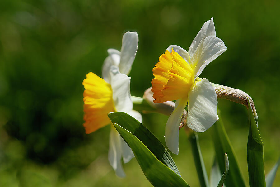 Daffodils Digital Art by Jerry Dalrymple Daffodils Digital Art by Jerry Dalrymple