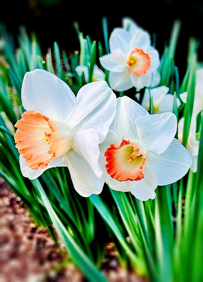 Daffodils  Photograph by John Anderson