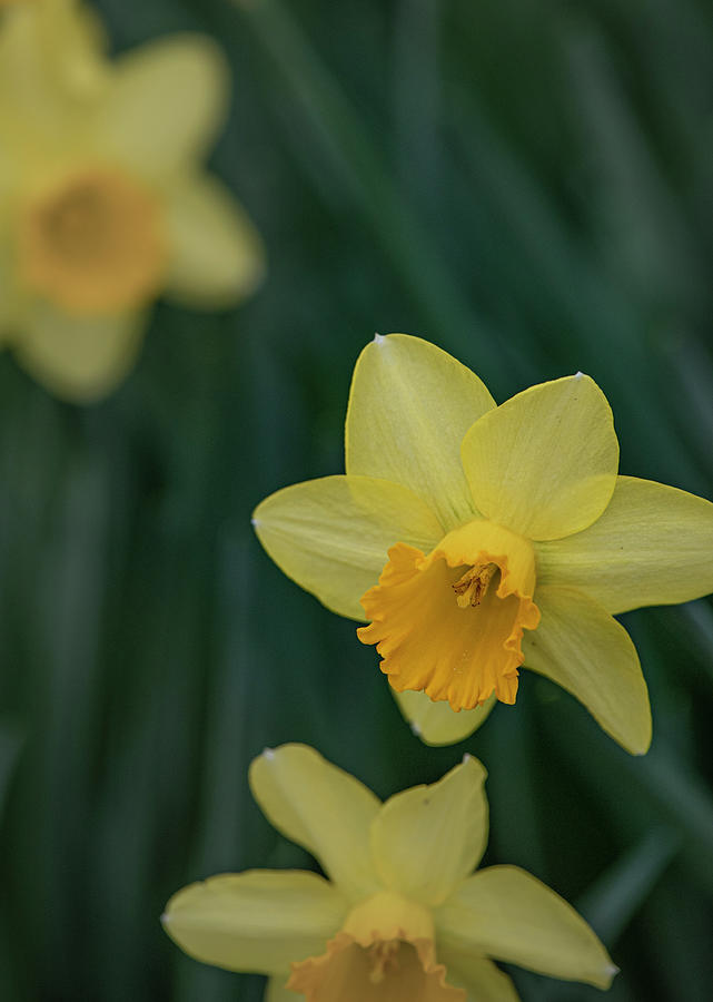 Spring Photograph - Daffodils by Phil And Karen Rispin