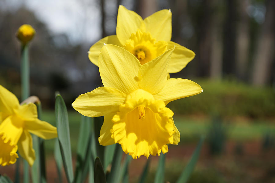 Daffodils Photograph by Katy Hawk