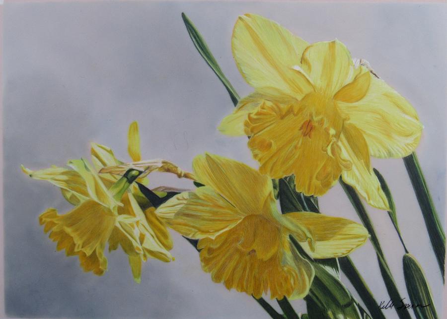 Daffodils  Drawing by Kelly Speros