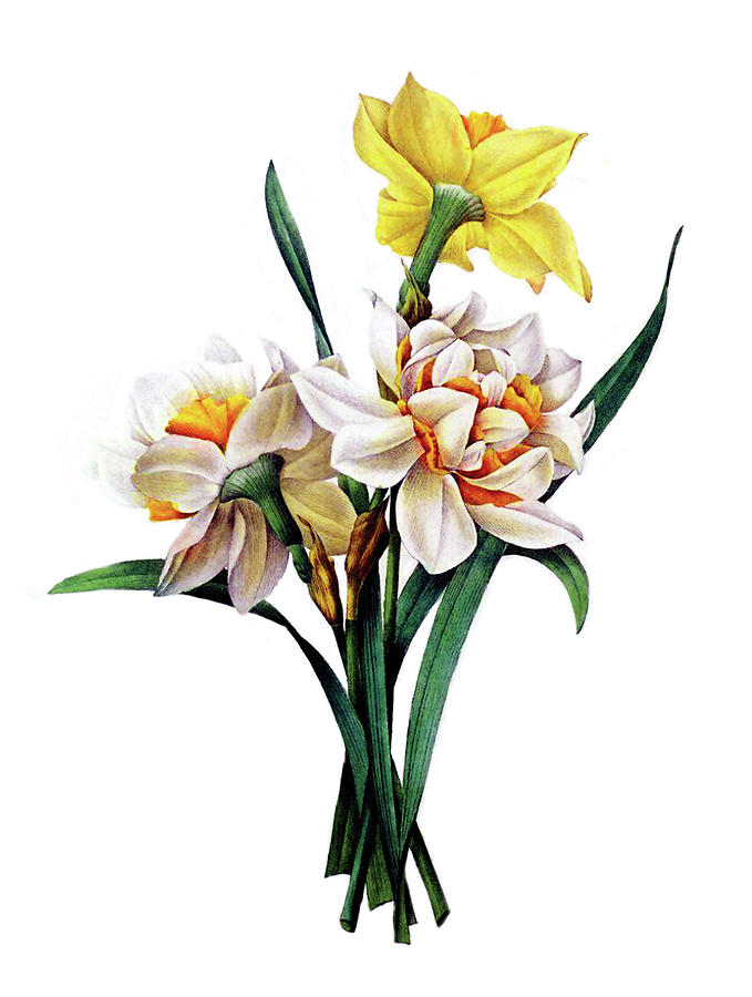 Vintage Digital Art - Daffodils by Long Shot