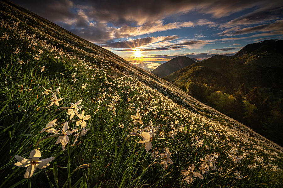 Flower Photograph - Daffodils meadow by Piotr Skrzypiec