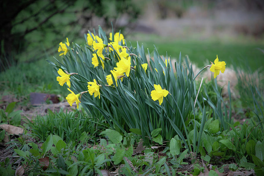 Daffodils Photograph by Nunweiler Photography