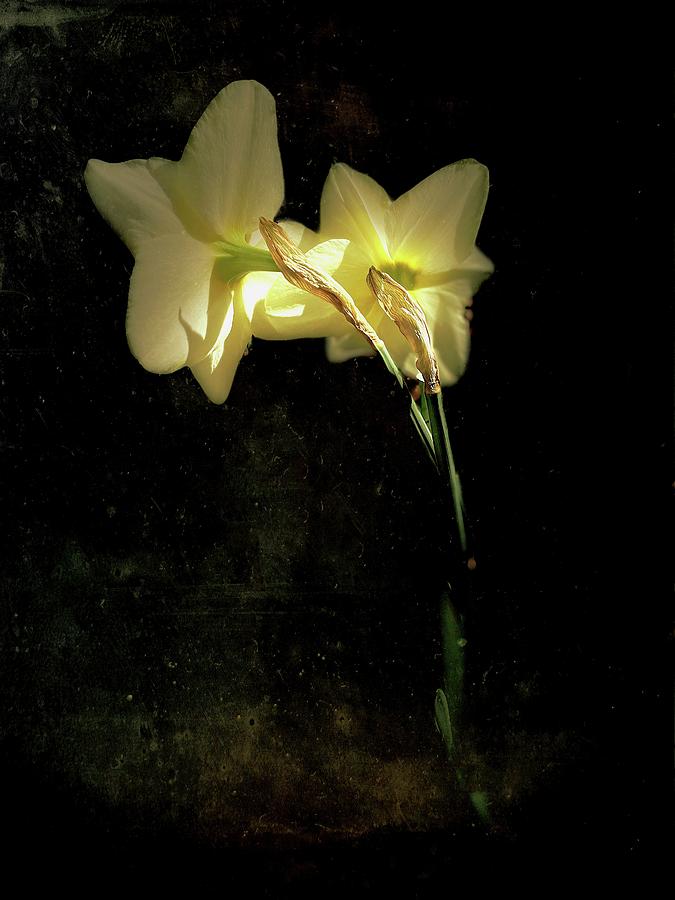 Daffodils Of The Night Photograph