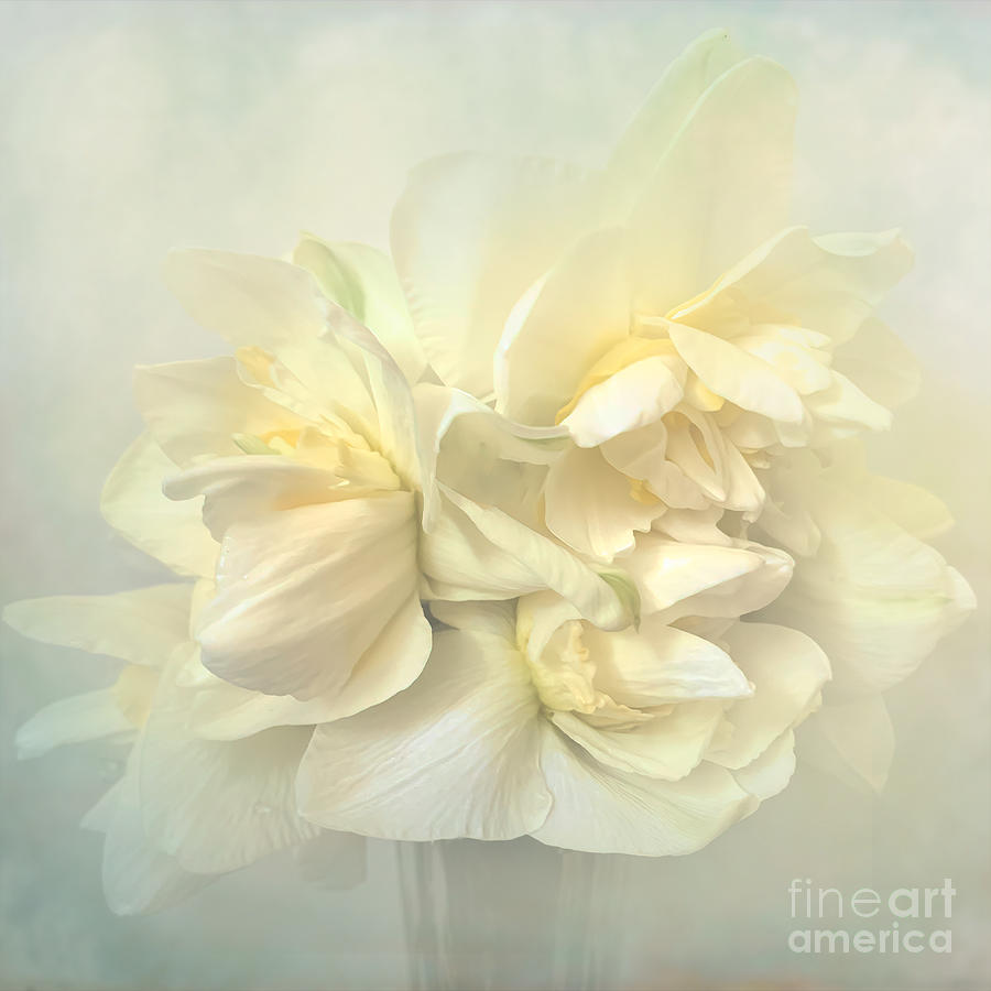 Still Life Photograph - Daffodils On Display by Luther Fine Art
