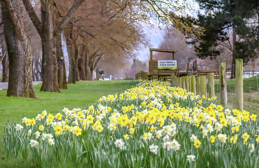 Daffodils on the Main Street  in New Zealand  Photograph by Pla Gallery