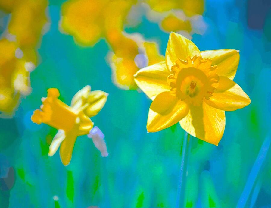 Flower Photograph - Daffodils Pastel by Elizabeth Pennington
