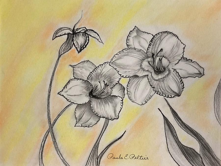 Daffodils Drawing by Paula Peltier - Fine Art America