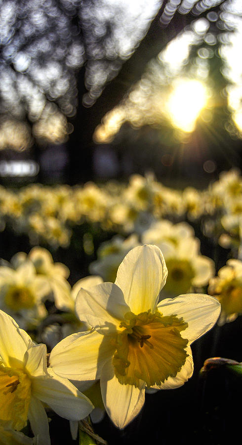Daffodils Photograph by Pelo Blanco Photo