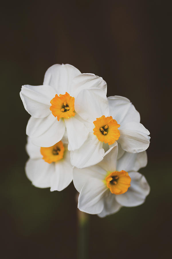 Daffodils Photograph by Rachel Morrison