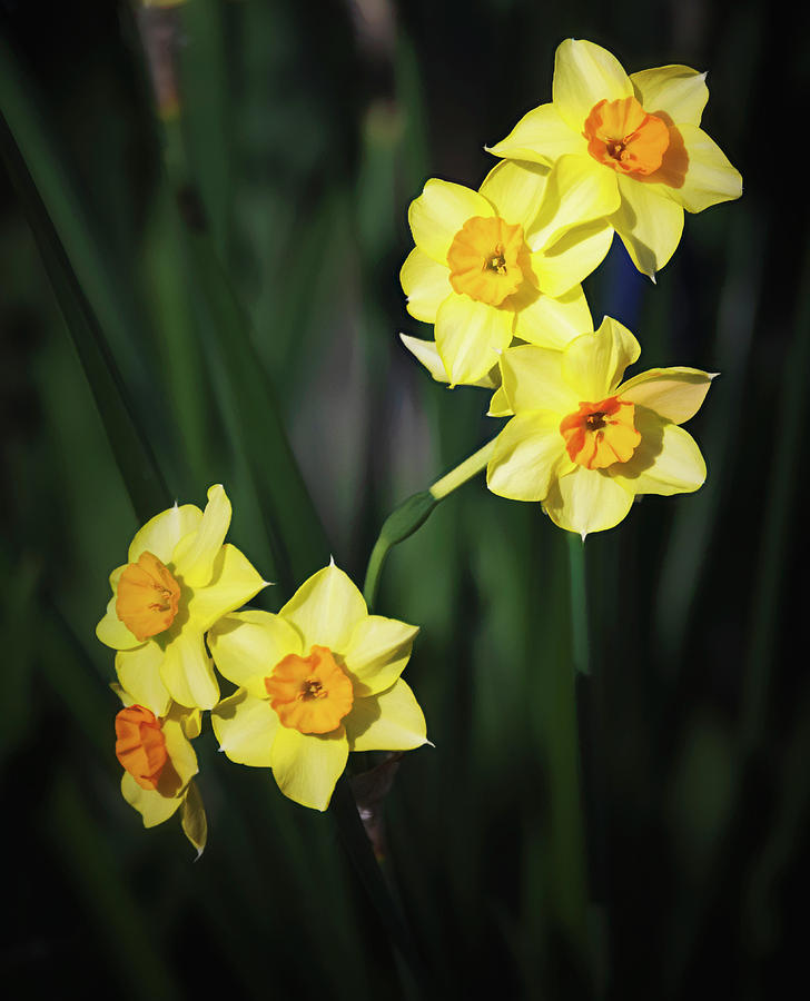 Daffodils  Photograph by Saija Lehtonen